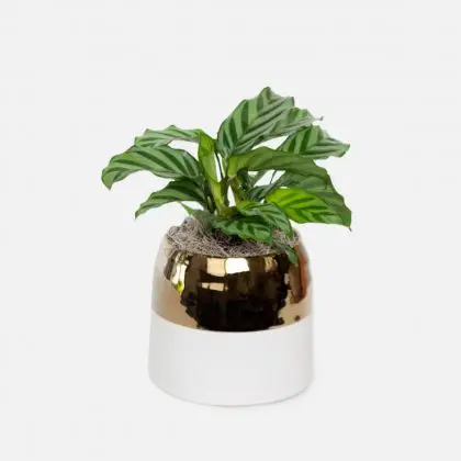 Hanging Plants